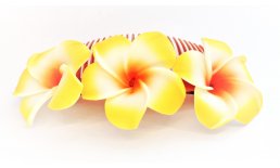 Blumenkamm Frangipani Gelb Orange Blüten Haarkamm Steckkamm Hawaii IMG_20210325_232753