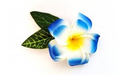 Haarklemme Frangipani Blau Weiss Blüte Spange Headpiece Hawaii IMG_20210325_231457