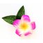 Haarklemme Frangipani Pink Weiss Blüte Spange Headpiece Hawaii IMG_20210325_231748